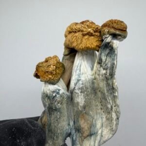 Penis Envy Shrooms 🔥🐐
