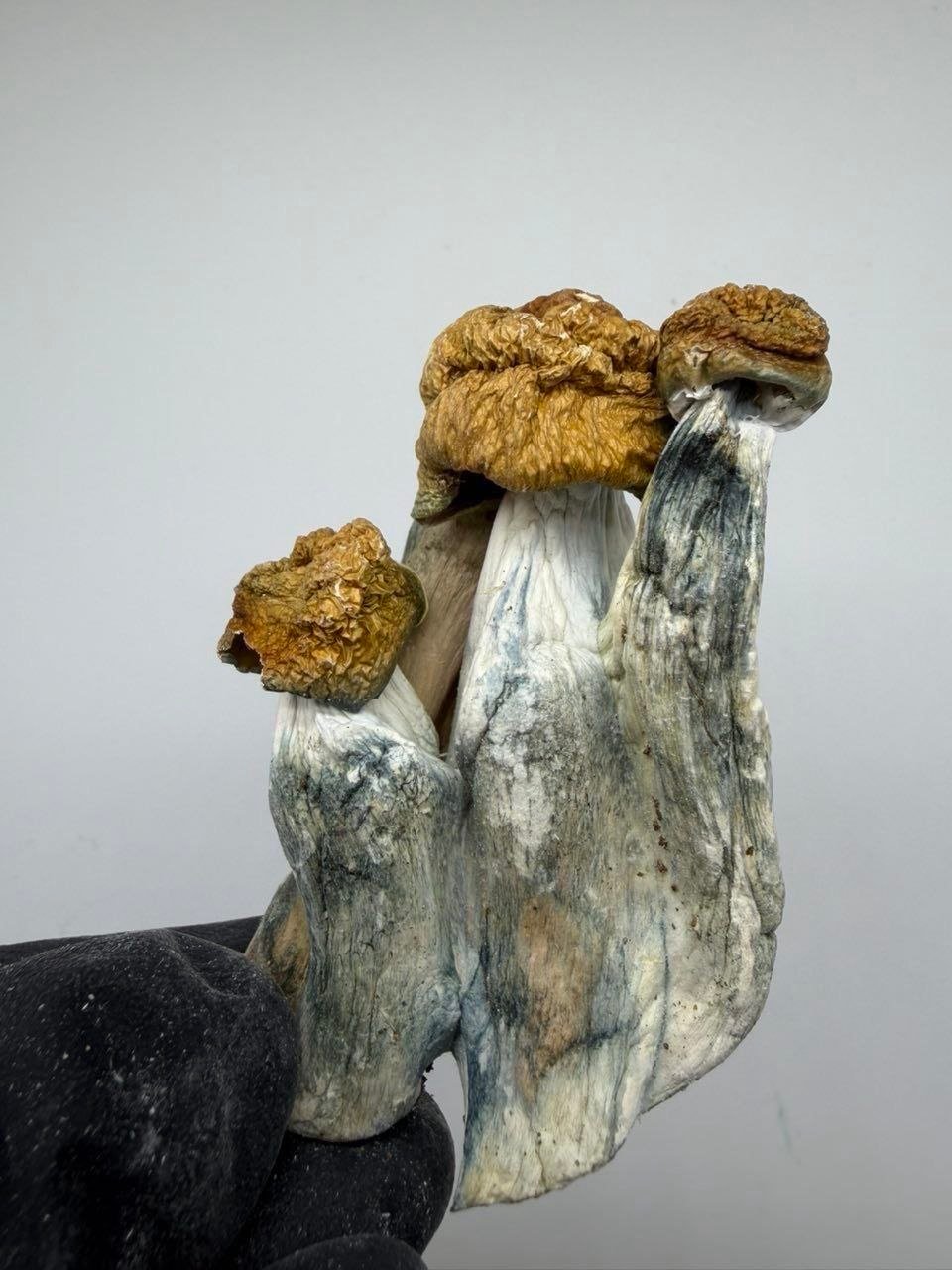 Penis Envy Shrooms 🔥🐐 Penis Envy Shrooms 🔥🐐