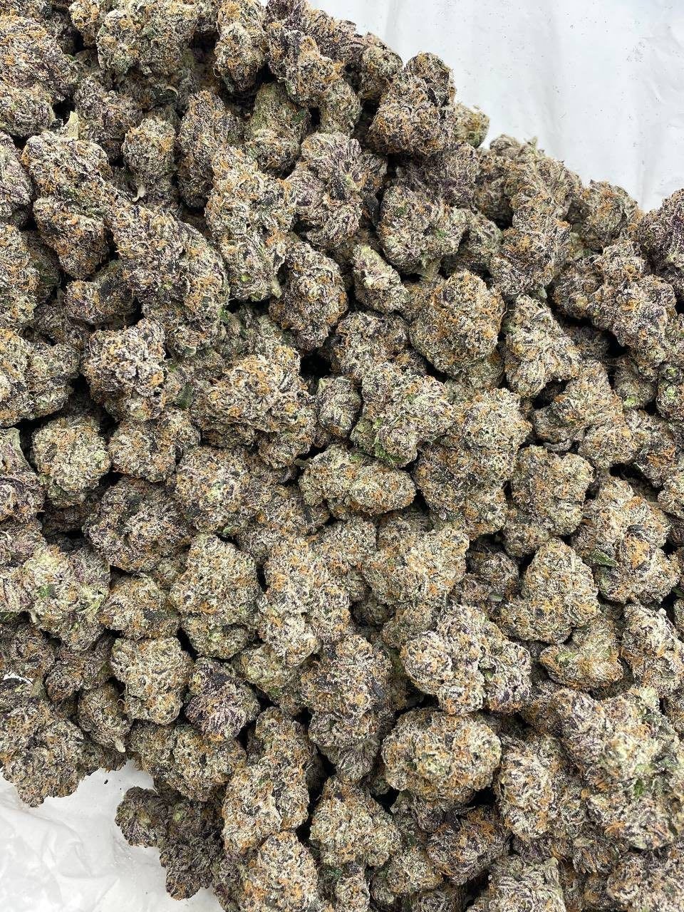 BUBBLEGUM RUNTZ INDOORS - Image 2