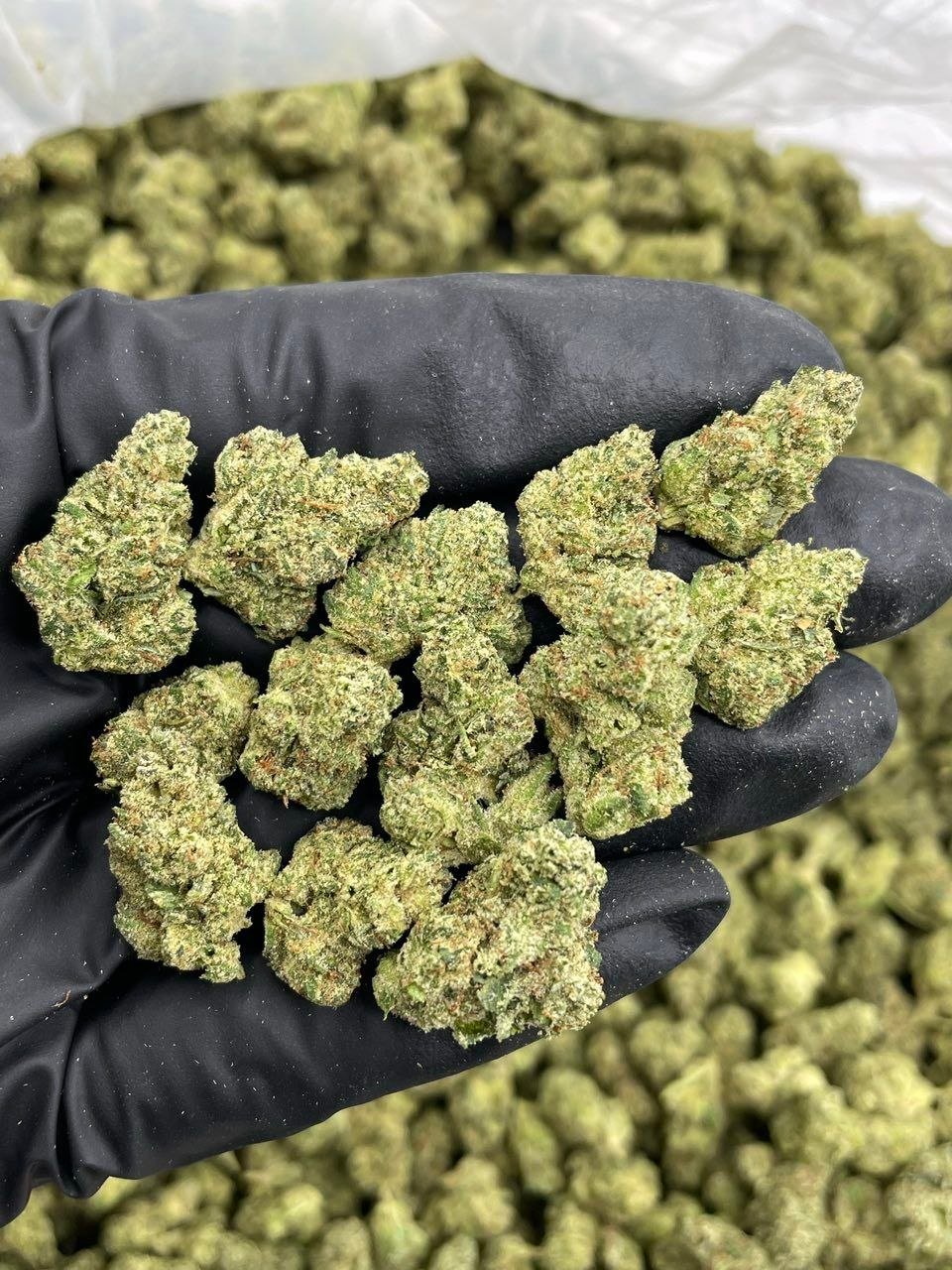 dsdffg Super Glue Indoor Smalls